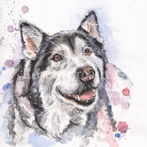 Alaskan malamute, print, dog picture