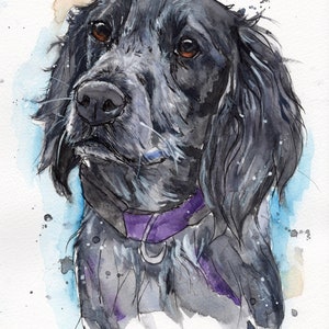 Springer spaniel, black springer spaniel, watercolour print, picture, hound, working dog, gift