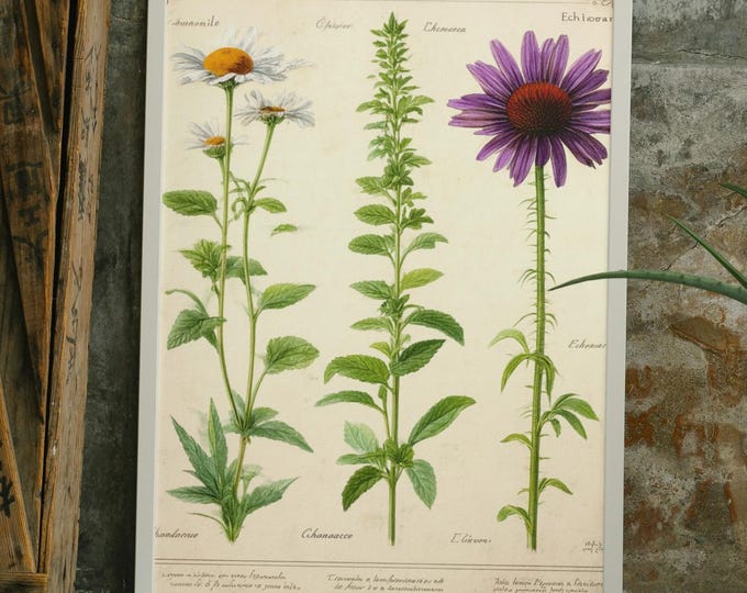 Featured listing image: Cottagecore Herbarium Printable Wall Art Set | Vintage Botanical Prints | Digital Download | Cottage Decor | 5 Print Sizes Included