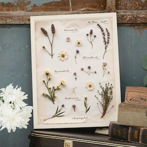 Cottagecore Herbarium Wall Art Set of 8 | Vintage Botanical Prints | Digital Download | Rustic Plant Decor for Kitchen or Bedroom