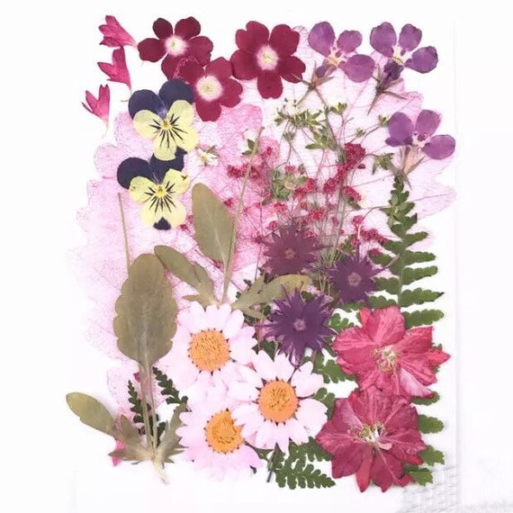 Mixte En Vrac Fleurs Pressées Bouquet De Fleurs Séchées