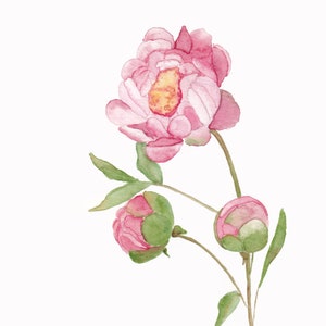 Pink Peony Watercolor Digital Download