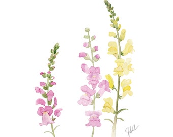 Impression numérique aquarelle Muflier