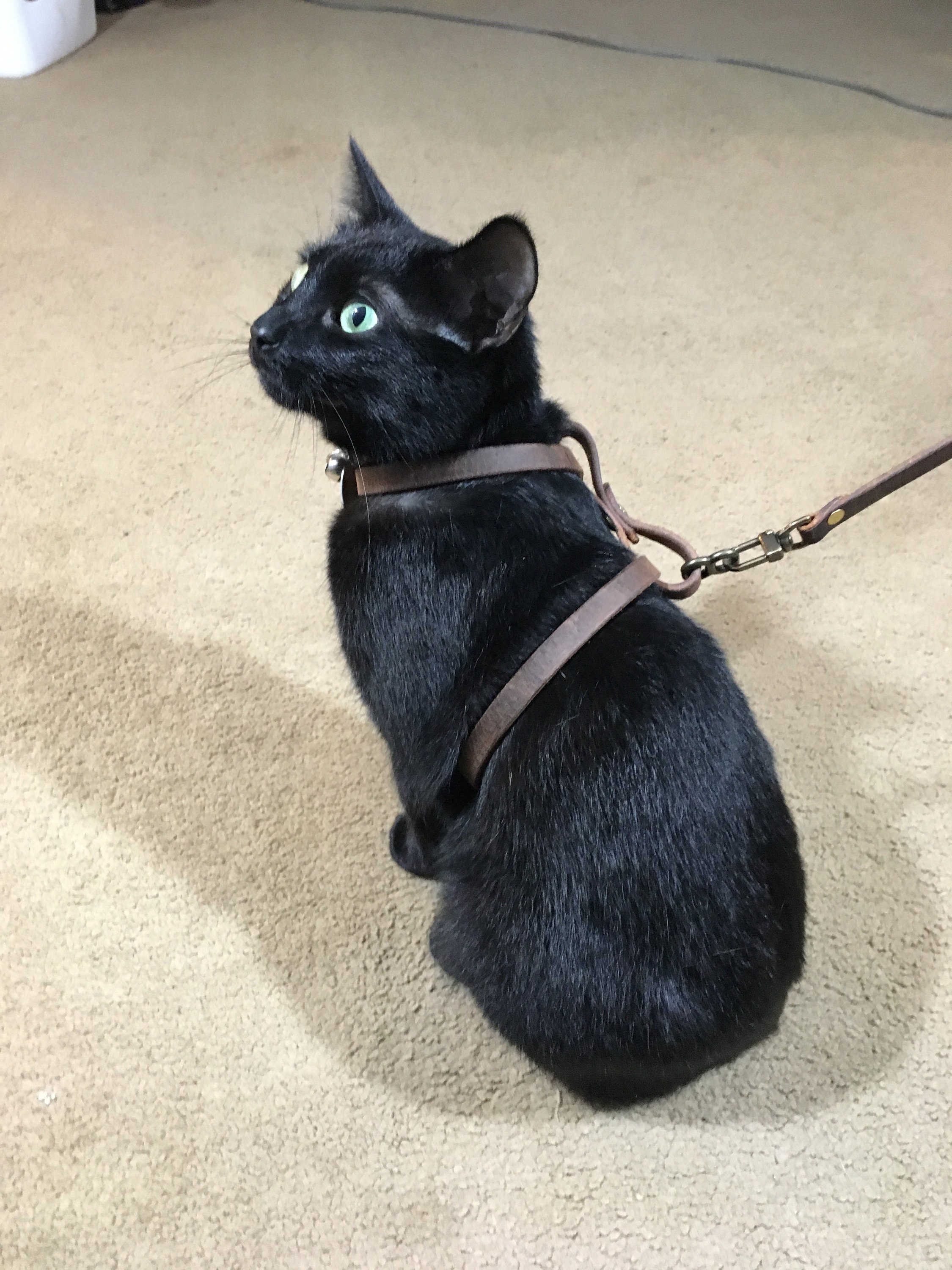 black cat harness