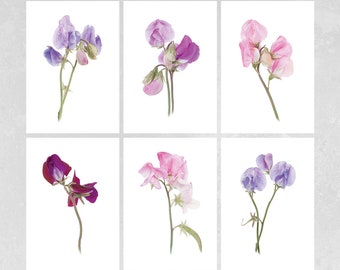 Sweet Peas, Botanical Print, Wall Art