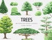 Watercolor Trees Clipart, Pine Trees Clipart, Bushes Clip Art, Oak Clipart, Watercolor Digital Clipart,PNG Tree Graphic Set,Instant Download 