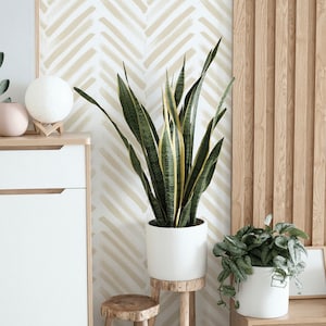 May include: A white ceramic planter with a green snake plant on a wooden stand. A smaller white ceramic planter with a green plant is on a wooden stool. The background is a beige wall with a chevron pattern.