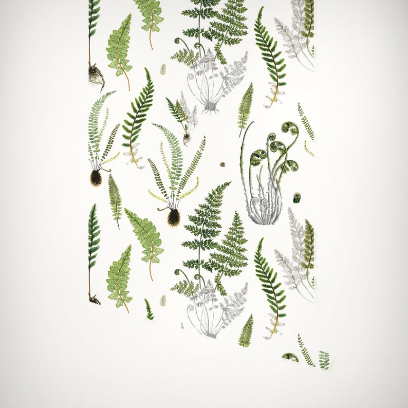 Ferns on White Removable Wallpaper 504 Etsy