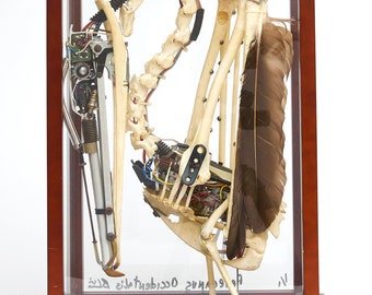 Robotic Sculpture, Recycled Marine Life