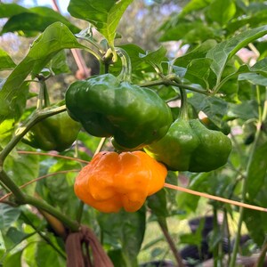 May include: Close-up of a pepper plant with green and orange peppers. The green peppers are still developing, while the orange pepper is ripe. The peppers are growing on a plant with green leaves and brown stems.