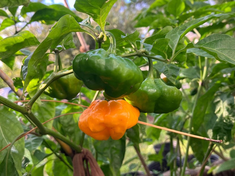 May include: Close-up of a pepper plant with green and orange peppers. The green peppers are still developing, while the orange pepper is ripe. The peppers are growing on a plant with green leaves and brown stems.