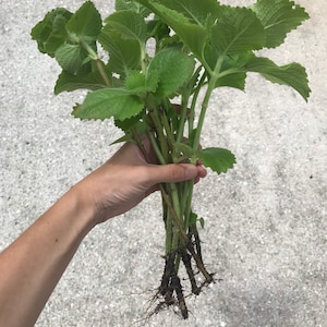 May include: A bunch of green leafy plants with brown roots. The plants have a slightly serrated leaf shape.