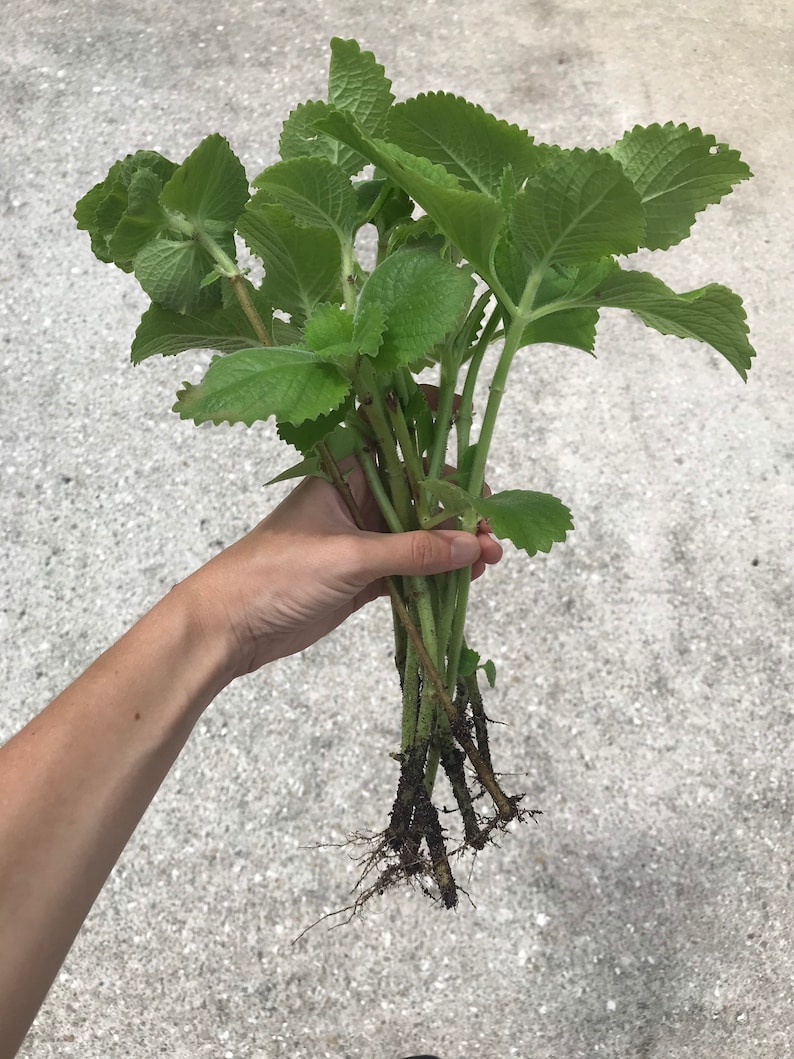 May include: A bunch of green leafy plants with brown roots. The plants have a slightly serrated leaf shape.