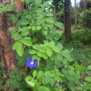 PRÉ-COMMANDE Graines de pois papillon bleu Clitoria ternatea Expédition en JUIN image 2