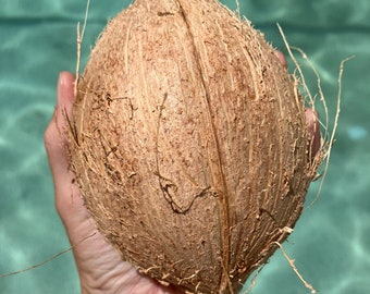 Meat Coconut (Mature; Hulled) -- Fresh Tropical Fruit -- In Season