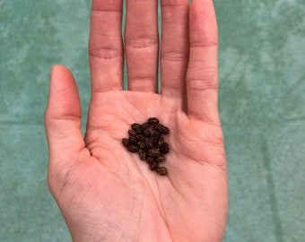 Papaya Seeds (Carica papaya)