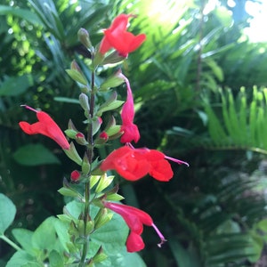 May include: A close-up of a red flower with green leaves. The flower is in bloom and has a long stem. The background is blurred and out of focus.