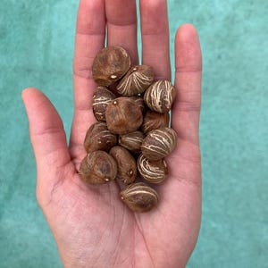 Money Tree Seeds - Etsy