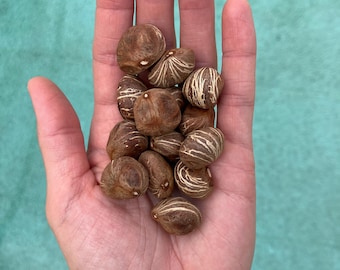 Money Tree Seeds Gag Gift - Etsy