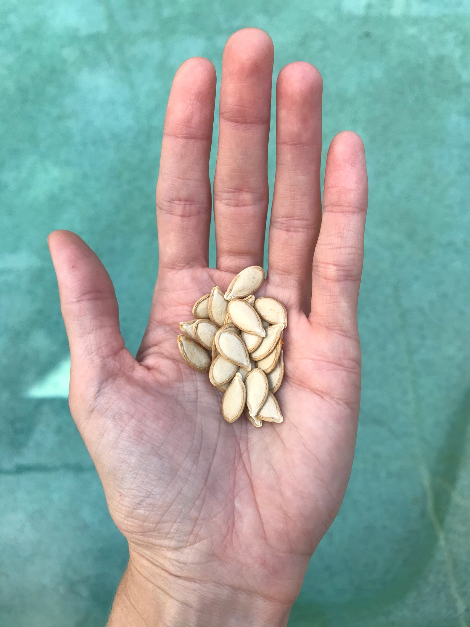 Seminole Pumpkin Seeds cucurbita Moschata Etsy