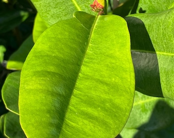Bay Rum Leaves -- Fresh Herbs -- IN SEASON