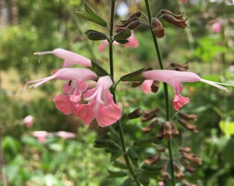 Coral Nymph Salvia Seeds