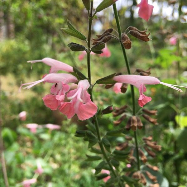 Coral Nymph Salvia Seeds