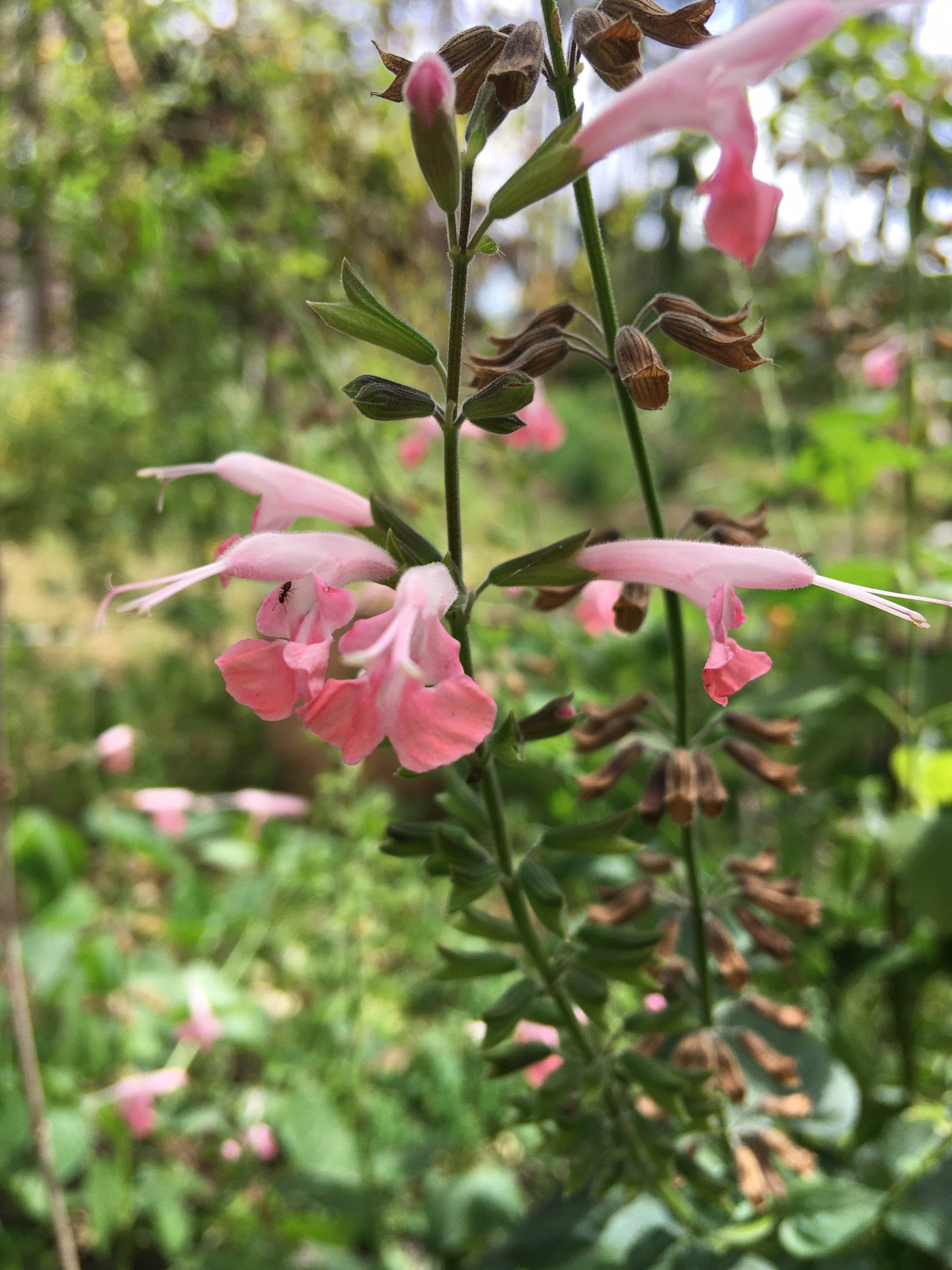 Coral Nymph Salvia Seeds (Salvia coccinae)