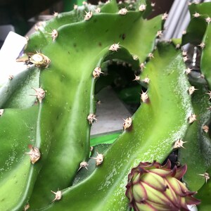 May include: Close-up of a vibrant green dragon fruit plant. The plant features thick, fleshy stems with sharp spines and a developing flower bud with red and green hues. The image highlights the unique texture and colour of the plant.