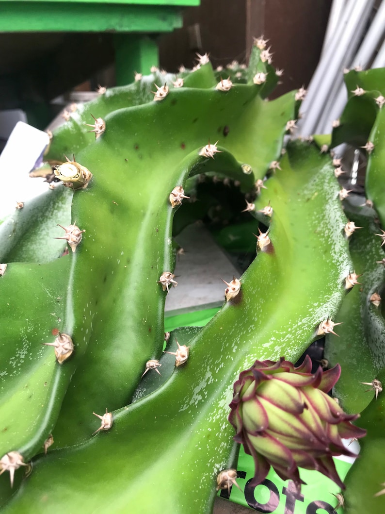 May include: Close-up of a vibrant green dragon fruit plant. The plant features thick, fleshy stems with sharp spines and a developing flower bud with red and green hues. The image highlights the unique texture and colour of the plant.