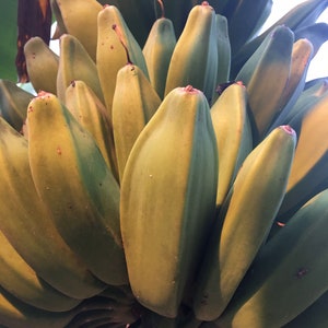 Bananas Assorted Fresh Tropical Fruit IN SEASON image 8