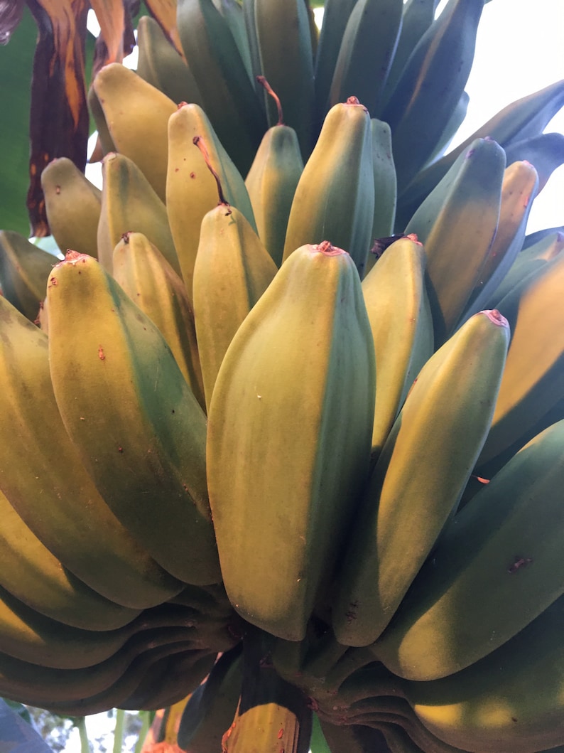 Bananas Assorted Fresh Tropical Fruit IN SEASON image 8