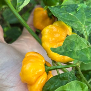 May include: Close-up of bright yellow habanero peppers growing on a plant. The peppers have a bumpy texture and are surrounded by green leaves. The image shows the peppers in various stages of growth, with some still developing.