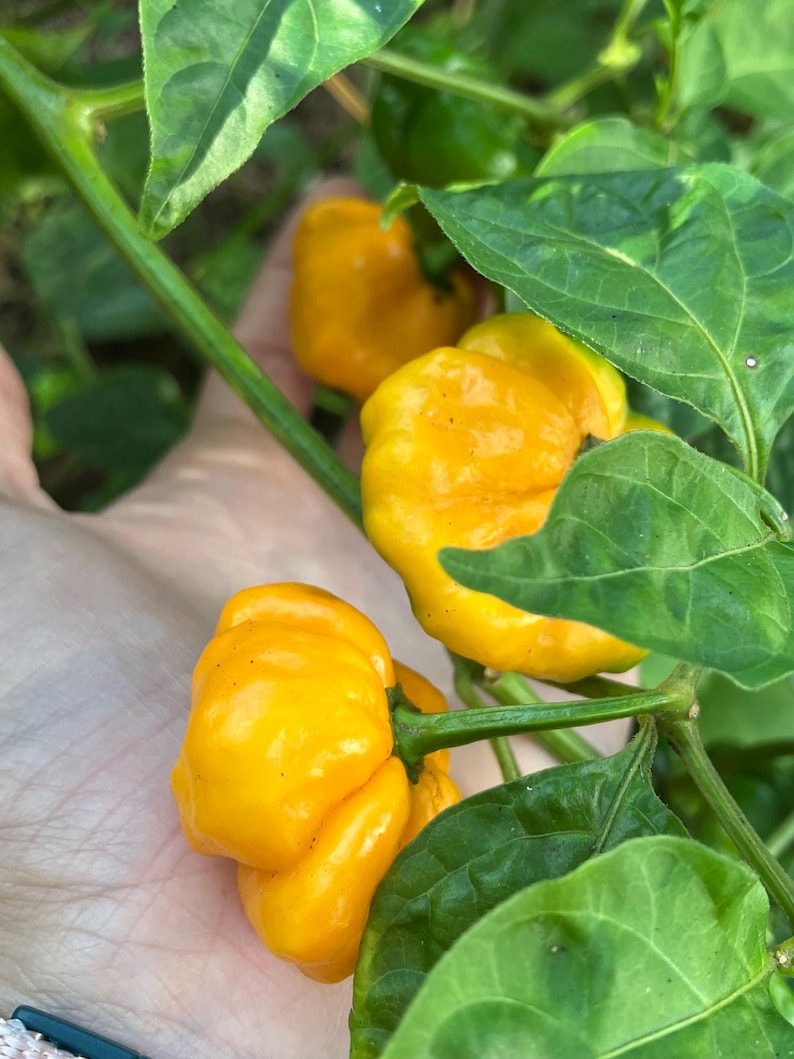 May include: Close-up of bright yellow habanero peppers growing on a plant. The peppers have a bumpy texture and are surrounded by green leaves. The image shows the peppers in various stages of growth, with some still developing.