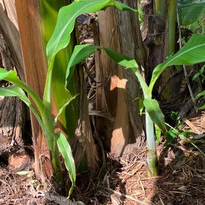 May include: A close-up of a banana plant with multiple trunks and vibrant green leaves. The trunks are a mix of brown and green, with some showing signs of age. The ground is covered in mulch and fallen leaves, creating a natural, earthy scene.