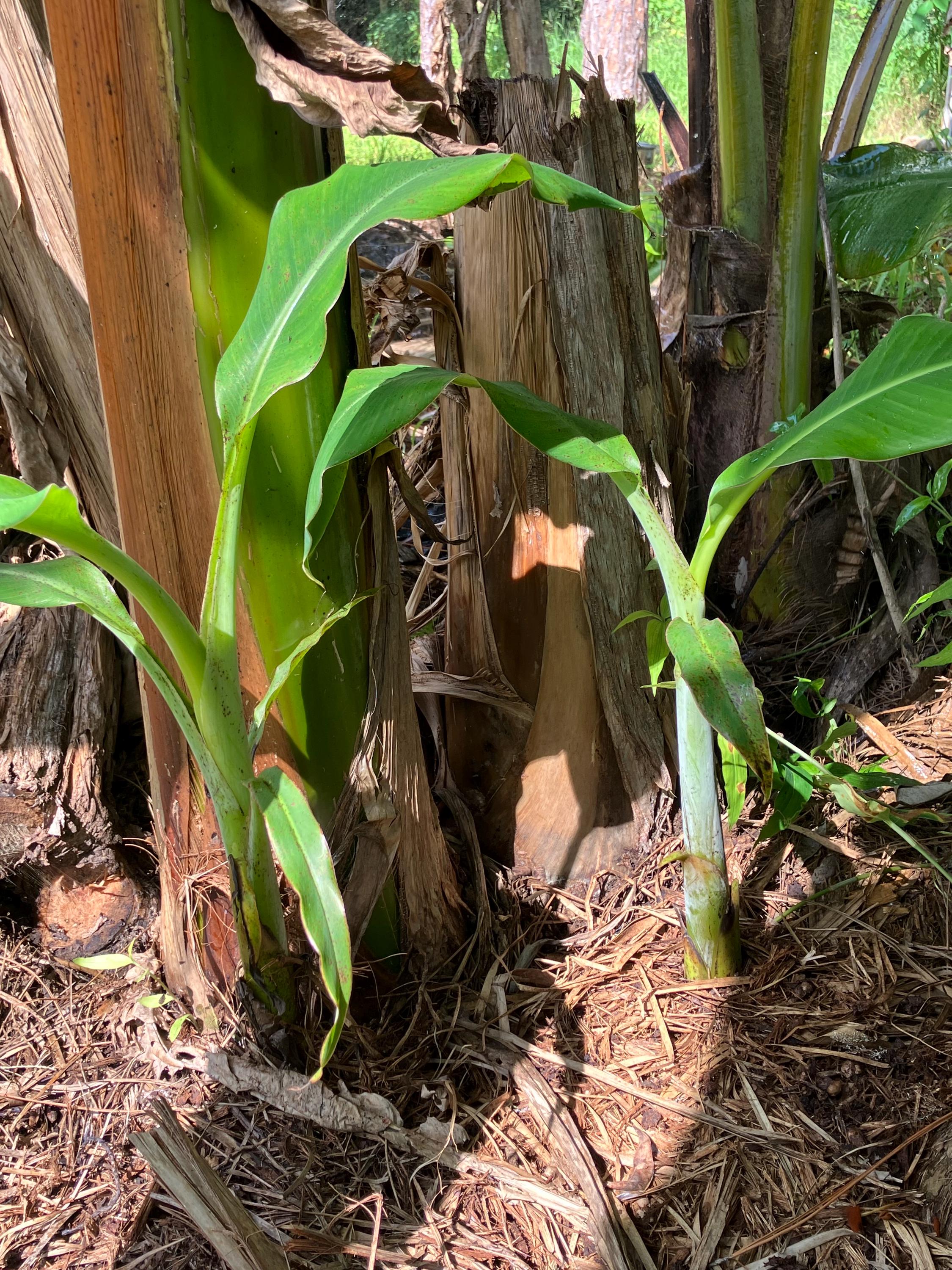 Banana Pups (musa Spp.) - Etsy