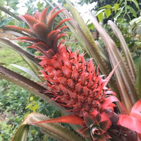 RARE Red Brazilian Pineapple Plants (Ananas Bracteatus)