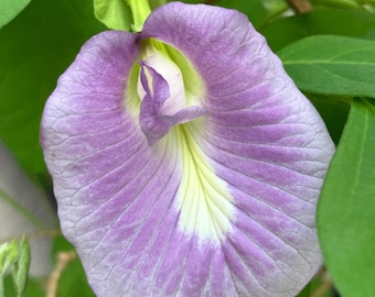 Semillas de guisante mariposa lavanda (Clitoria ternatea)