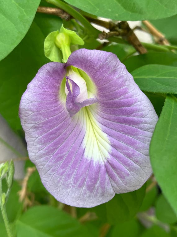 Lavender Butterfly Pea Seeds (Clitoria ternatea)
