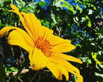 Mexican Sunflower Cuttings (Tithonia diversifolia) - FRESH CUT