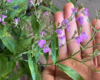 Tilo Cuttings (Justicia pectoralis)