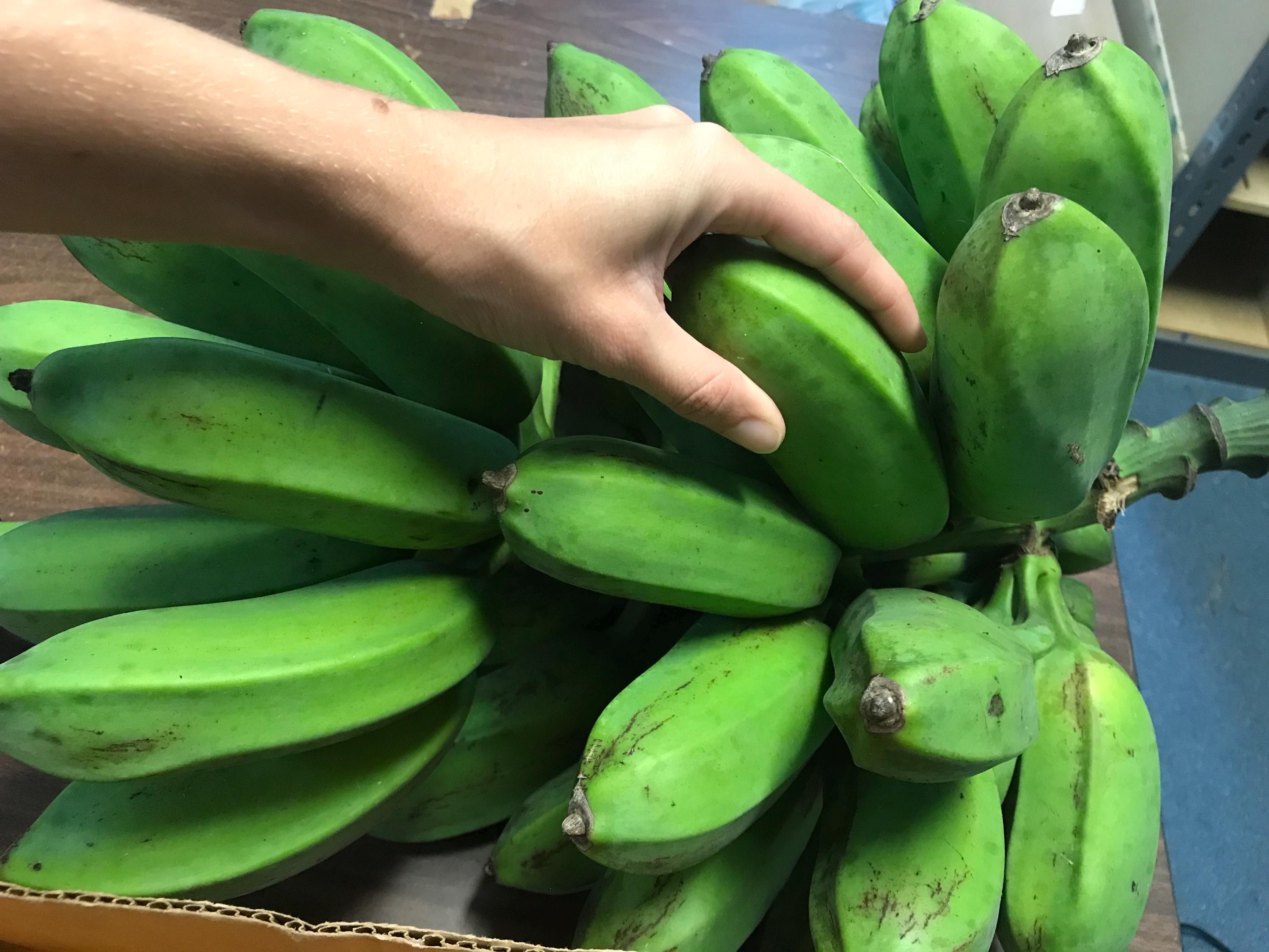 Banana Pups (musa Spp.) - Etsy