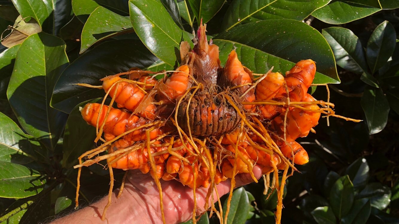 Dried Organic Turmeric Powder Etsy
