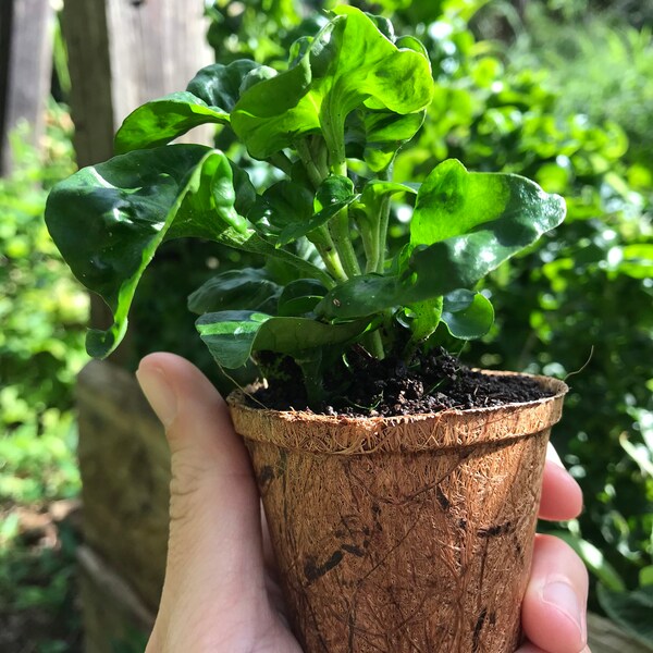 Brazilian Spinach Cuttings (Alternanthera sissoohort.)