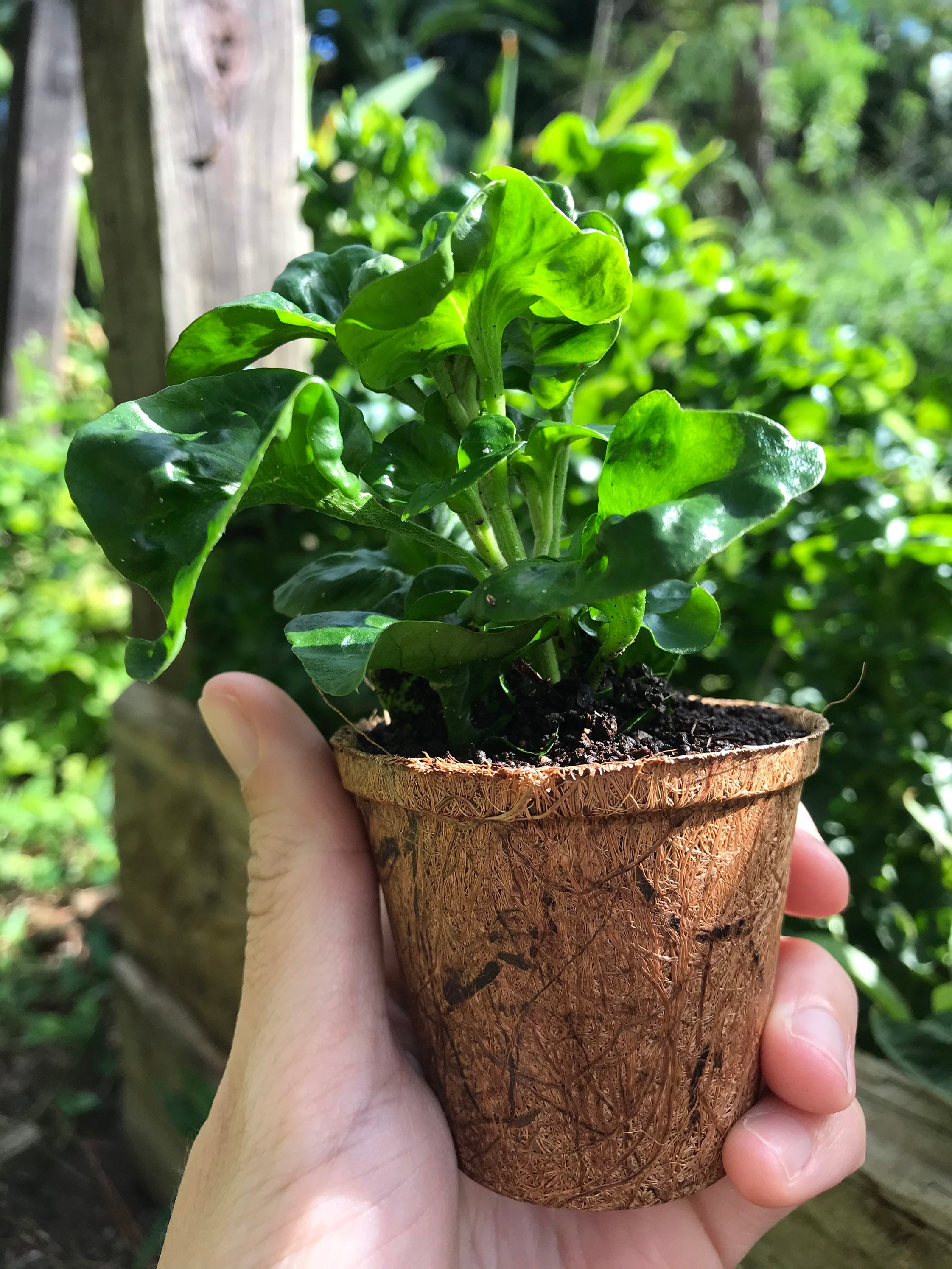Brazilian Spinach Cuttings alternanthera Sissoohort. Etsy