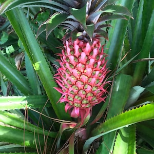 LIMITED STOCK Red Brazilian Pineapple Plants (Ananas Bracteatus)