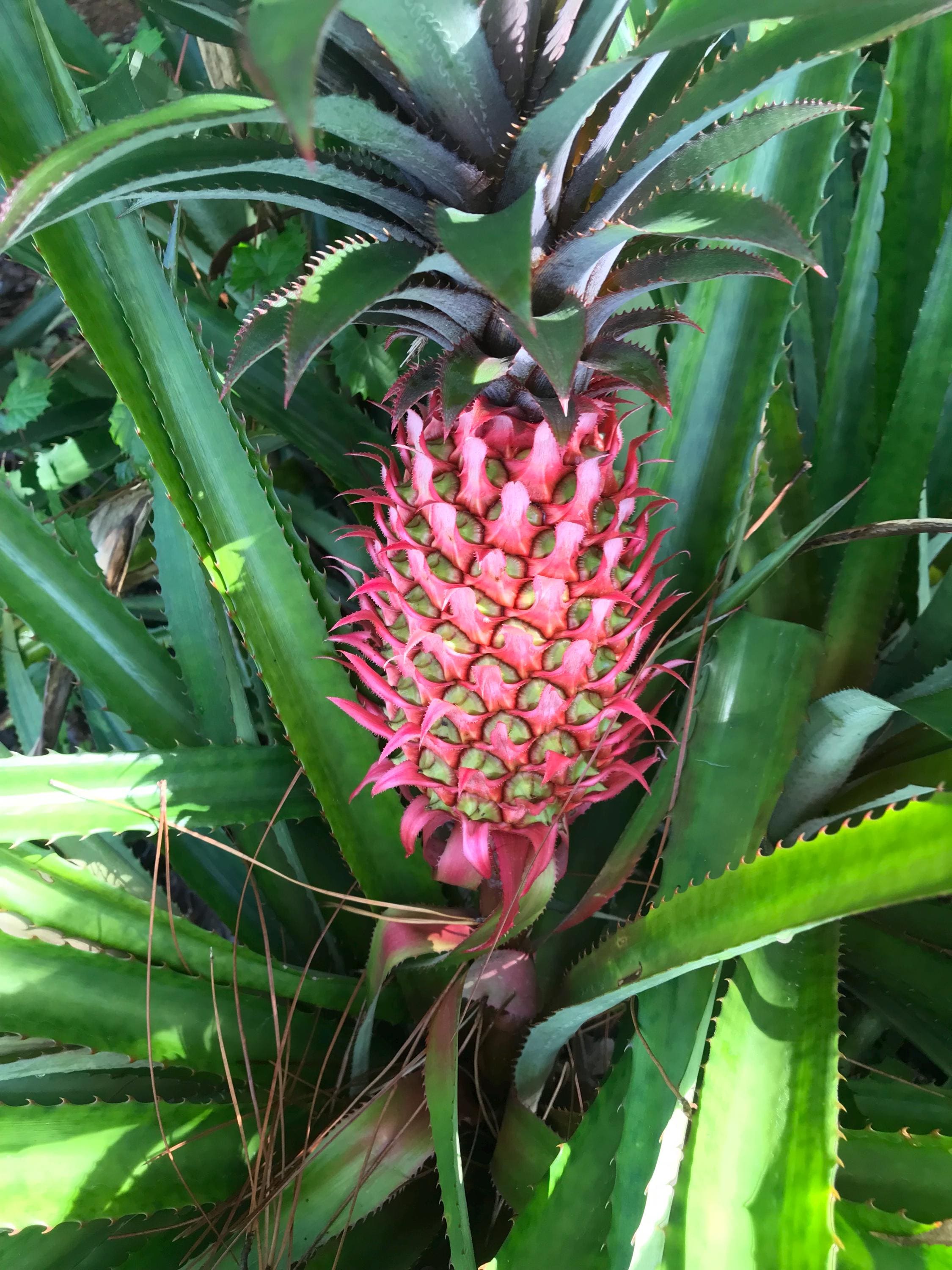 LIMITED STOCK Red Brazilian Pineapple Plants (ananas Bracteatus