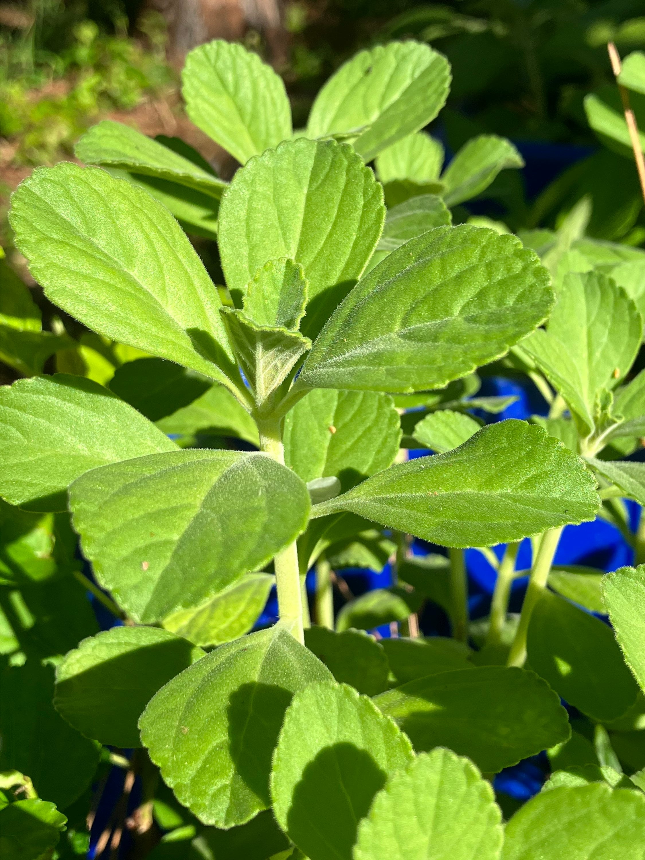 Scaredy Cat plant Coleus Canina keep cats out of your garden -  Portugal