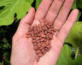 Red Cowpea Seeds (Vigna unguiculata)