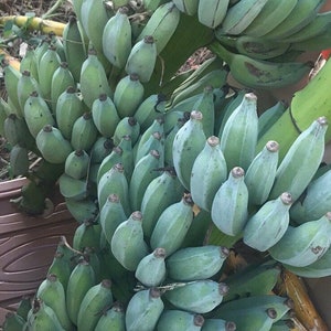 Bananas (Assorted) -- Fresh Tropical Fruit -- IN SEASON